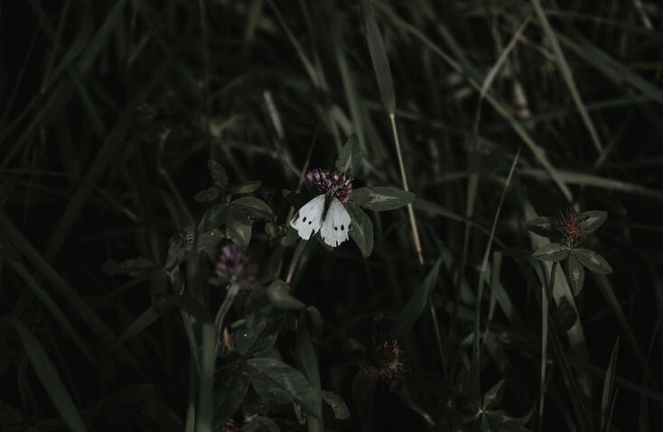 @kellysikkema on Unsplash